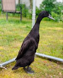 Runner Ducks: The Speedy, Egg-Laying Pest Control Experts! Among the most  unique and fascinating duck breeds is the Indian Runner duck—an energetic,  upright-standing bird with a rich history and remarkable abilities. Unlike