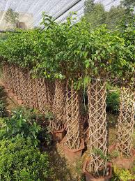 33 flower types to know. Panda Ficus Grill Ficus Cone Farooq Nursery Farm Facebook