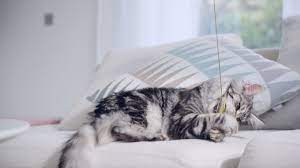 Außerdem sollten sie tägliche spieleinheiten bei wohnungskatzen unbedingt einplanen. Katzen Wohnung Artgerechte Einrichtung Purina One