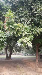 Image result for Trichilia