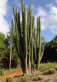Sadie seymour botanical gardens and the kealakowa'a heiau. A Guide To Oahu S Best Botanical Gardens Hawaii Magazine