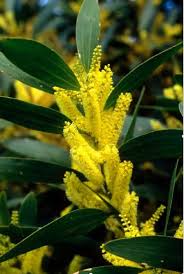 Image result for Acacia longifolia