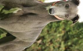 There are quite a few myths around owning one of these animals that need dispelling. Dog Details Greyhounds As Pets