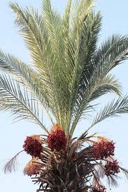 Maybe you would like to learn more about one of these? Gde Rastut Finiki V Rossii