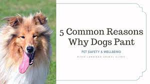 You can see how to get to pet clinic on our website. Latest News River Landings Animal Clinic In Bradenton Florida