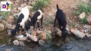 Velladu Valarpu Goat Rearing Youtube However, most goldfish grow to only half that size.