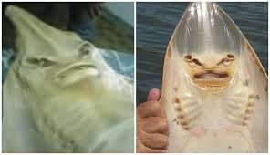 Jikalau anda semua ingin mendapatkan gambar ikan pari ini apa yang kamu boleh buat adalah ikuti imej cantiknya ikan pari stingray air tawar ikanpredator net ini dipetik dari kredit berikut. Inilah 4 Cerita Kutukan Seram Anak Durhaka Tahun 90 An Yang Sempat Bikin Kencing Di Celana Boombastis
