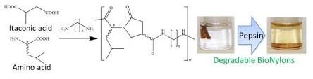 Pepsin is an important digestive enzyme. Pepsin Degradable Plastics Of Bionylons From Itaconic And Amino Acids Eurekalert Science News