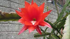Phalaenopsis orchids can be propagated only from seeds. Sowing Epiphyllum Cactus Plants From Seed The Orchid Cacti Youtube
