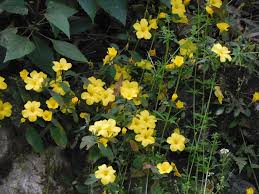 Image result for Reinwardtia indica