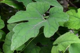 カラスウリ／からすうり／烏瓜 - 庭木図鑑 植木ペディア