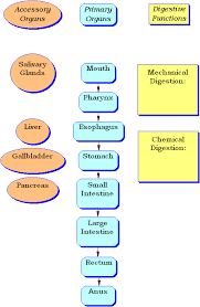 Digestion Flow Diagram Technical Diagrams