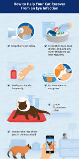 Despite the safety assurance by the manufacturer. Cat Eye Infection Recognize The Signs Canna Pet Cat Eye Infection Cats Cat Parenting