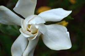 Gardenia Flower Meaning Flower Meanings Flowers Gardenia