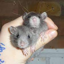 Pin By Kelly J On Cuteness Pet Rats Cute Rats Russian Blue