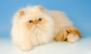 Persian Cat Breed Information