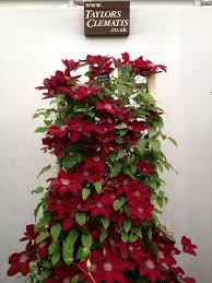 Rebecca Clematis Flower Clematis Plants Flower Seeds