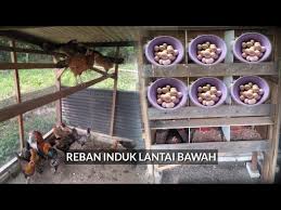 Cлушайте онлайн и cкачивайте песню upgrade reban ayam kampung pasang jaring sebelum penternakan ayam kampung episod 1 reban. Reban Induk Lantai Bawah Mudah Dan Jimat Ternak Ayam Kampung Youtube