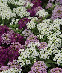 In fact, some of the most popular garden flowers can be started from seeds. Learn About Alyssums
