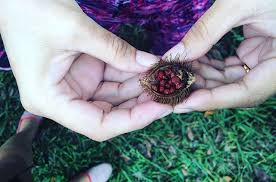 Especially in many urban areas, a premium is put not on patience but on speed. Achuete Atswete Annatto Seeds In Philippine Cooking