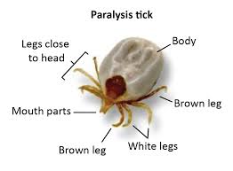 They attach themselves to the host by inserting their claws (cutting mandibles) and feeding symptoms of lyme disease in cats include loss of appetite, a raised temperature, lethargy, lameness, painful joints and a enlarged lymph nodes. Tick Prevention For Cats The Natural Vets