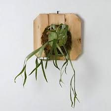Meine Katzen Werden Diese Pflanzen Niemals Essen Na Ja Es Sei Denn Sie Werden Von Einem Radio Gebissen Denn D Plants House Plants Staghorn Fern