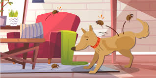 What do they eat and why do they bite? Do Fleas Die Without A Host Clearfirst Pest Control