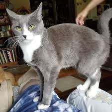 Baby Gypsy Thug Kitten Talking Kitty Cat Wikia Fandom