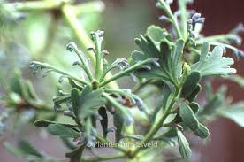 Image result for Phyllocladus trichomanoides