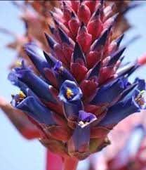 Image result for Pycnostachys coerulea