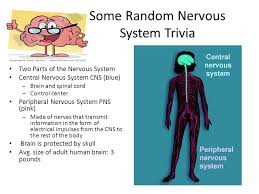Ask questions and get answers from people sharing their experience with nervous. Some Random Nervous System Trivia Two Parts Of The Nervous System Central Nervous System Cns Blue Brain And Spinal Cord Control Center Peripheral Ppt Download