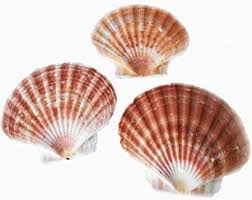 9 x 6in large clamshell. Amazon Com 6 Irish Flat Scallops Shells Seashells Extra Large 5 Size Crafts Beach Cottage Nautical Decor