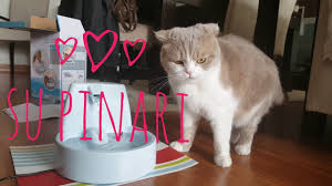 Poncigin Yeni Su Pinari Youtube