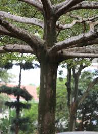 Image result for Terminalia mollis