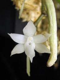 Image result for Aerangis ugandensis