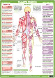 Muscle Anatomy Charts Skeletal Human Body Posters Etsy In 2021 Muscle Anatomy Human Muscle Anatomy Nerve Anatomy