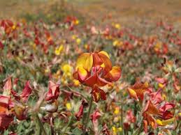 Image result for Lotus discolor