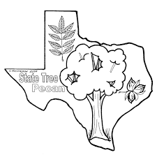 Download your free coloring picture of the flag of texas here. Texas State Tree Pecan Coloring Pages Spongebob Coloring Merry Christmas Coloring Pages