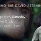 Celebrating Sir David Attenborough: Dynasties...