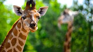 Kameelperd زرافَه жираф girafa žirafa die giraffe giraf καμηλοπάρδαληjirafa kaelkirjak زرافه kirahvi girafe ג'רפה जिराफ žirafa zsiráf jerapah. Full Hd De Girafa 1920x1080 Wallpaper Teahub Io
