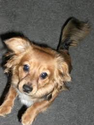Dachshund Pomeranian Mix Photos Dachshund Mix Pomeranian Mix Animal Lover