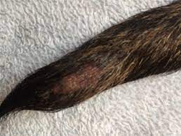 Usually starts when dog is less than two years old. Dog Ends A New Treatment For Tail Tip Injuries Vetruus