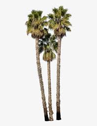 Washingtonia robusta, the mexican fan palm or mexican washingtonia, is a palm tree native to western sonora and baja california sur in northwestern mexico. Washingtonia Robusta Group Ii Mexican Fan Palm Png Image Transparent Png Free Download On Seekpng