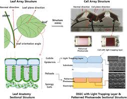 Plant cells are eukaryotic cells that vary in several fundamental factors from other eukaryotic organisms. Leaf Anatomy And 3 D Structure Mimic To Solar Cells With Light Trapping And 3 D Arrayed Submodule For Enhanced Electricity Production Scientific Reports