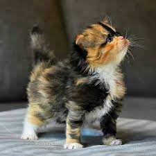 pin von isabel mateluna auf pushistiki baby katzen katzen niedliche tierbabys