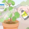 Mealybugs on a cactus will have a white residue or spot look that can also look 'fluffy'. 1