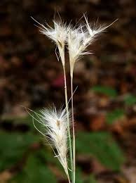Image result for Andropogon eucomus