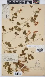 Image result for Argyrolobium tomentosum