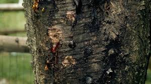 However, insect infestations on sweet cherry trees are the pits. Borer Insects On Trees University Of Maryland Extension