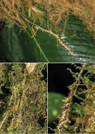 Image result for Schistostephium crataegifolium